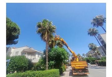 Kemer'de yeşil alanlarda bakım çalışmaları