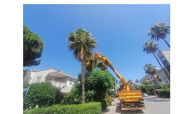 Kemer'de yeşil alanlarda bakım çalışmaları Kemer'de yeşil alanlarda bakım çalışmaları