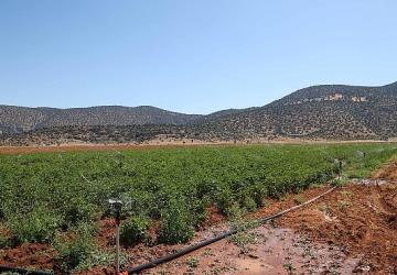 Beğiş'te tarım arıtma suyuyla yeşerdi