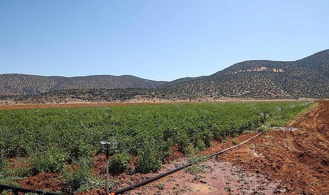 Beğiş'te tarım arıtma suyuyla yeşerdi Beğiş'te tarım arıtma suyuyla yeşerdi