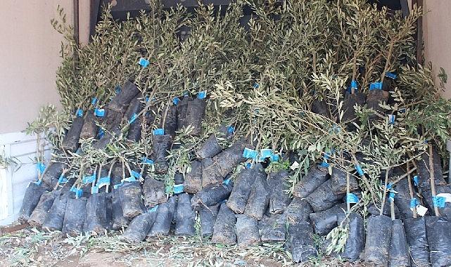 19 ilçede 2 bin üreticiye 40 bin zeytin fidanı dağıtılacak 19 ilçede 2 bin üreticiye 40 bin zeytin fidanı dağıtılacak