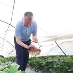 Başkan Büyükakın çilek hasadına katıldı