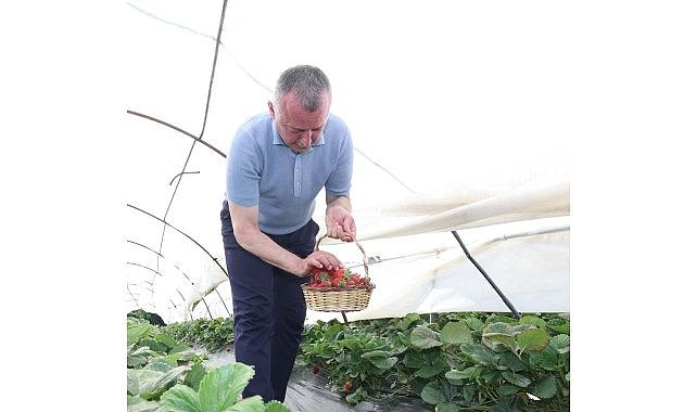 Başkan Büyükakın çilek hasadına katıldı Başkan Büyükakın çilek hasadına katıldı