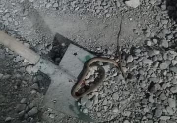 Adıyaman’da yılan paniği: Konteyner kentte yılan görüldü, vatandaşlar uyarıldı