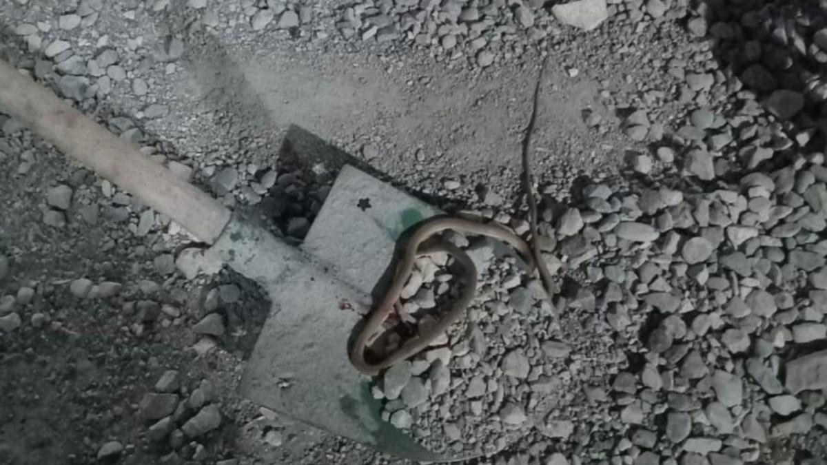 Adıyaman’da yılan paniği: Konteyner kentte yılan görüldü, vatandaşlar uyarıldı