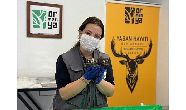 İtfaiyeden baykuş operasyonu İtfaiyeden baykuş operasyonu