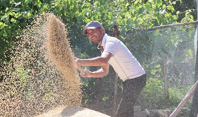 Korkuteli Yeşiloba Yaylası'nda buğday hasadı başladı Korkuteli Yeşiloba Yaylası'nda buğday hasadı başladı
