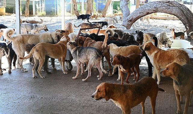 Kemer Belediyesi “Can dostlarının yanında"