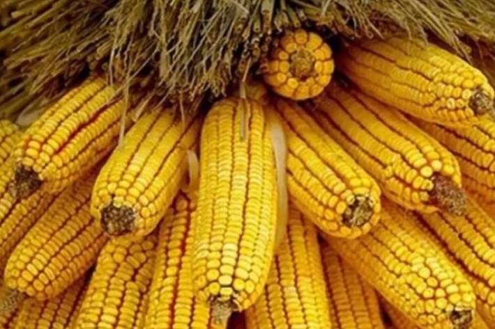 Mısırda 500 Bin Tonluk İthalat Kontenjanı Açıldı Mısırda 500 Bin Tonluk İthalat Kontenjanı Açıldı
