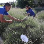 Muğla’da Aromatik Bitkiler Ekonomiye Değer Katıyor