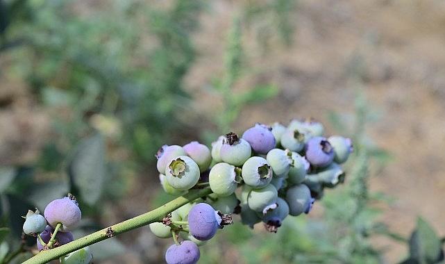 izmir tarım haber; İzmir'in ilk toprağa dikim bluueberryleri hasat edildi