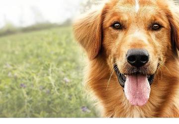 Yapı Kredi bomontiada TV+ Açık Havada Sinema gösterimleri “A Dog's Purpose" ile yaza veda ediyor