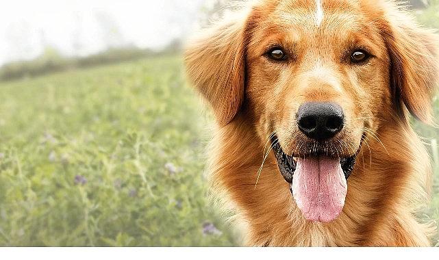 Yapı Kredi bomontiada TV+ Açık Havada Sinema gösterimleri “A Dog's Purpose" ile yaza veda ediyor