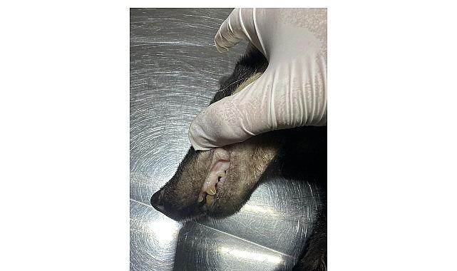 Kuzdere'de bulunan porsuk tedavi altına alındı Kuzdere'de bulunan porsuk tedavi altına alındı