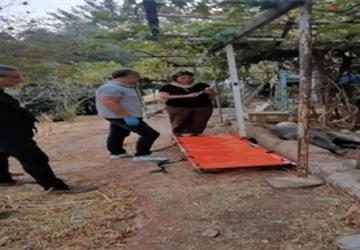 Ateşli silahla yaralanan domuz Doğal Yaşam Parkı'nda sağlığına kavuştu