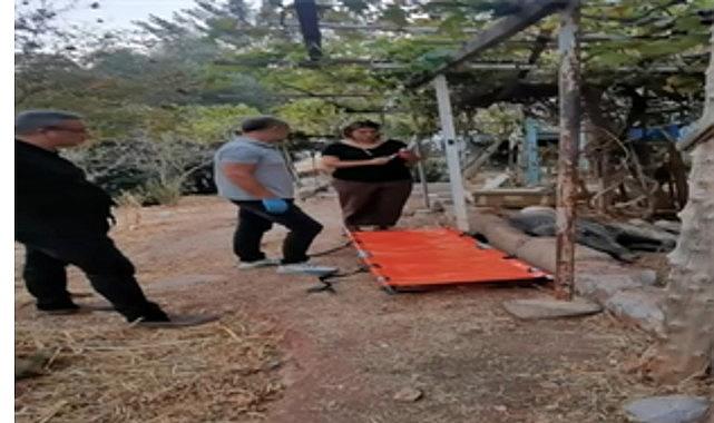 Ateşli silahla yaralanan domuz Doğal Yaşam Parkı'nda sağlığına kavuştu