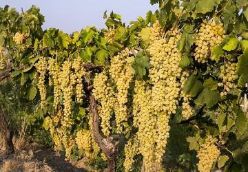 Sultani çekirdeksiz taze üzümün ihracat yolculuğu 4 Ağustos'ta başlıyor