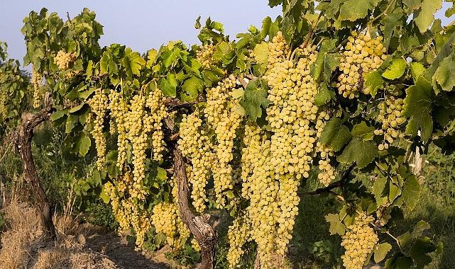 Sultani çekirdeksiz taze üzümün ihracat yolculuğu 4 Ağustos'ta başlıyor