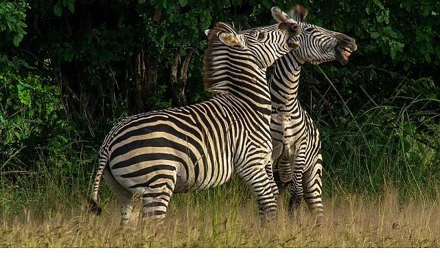 'Nehirde Yaşam Mücadelesi' 2 Ağustos Cumartesi 20.00'de National Geographic WILD Ekranlarında İzleyicilerle Buluşuyor!