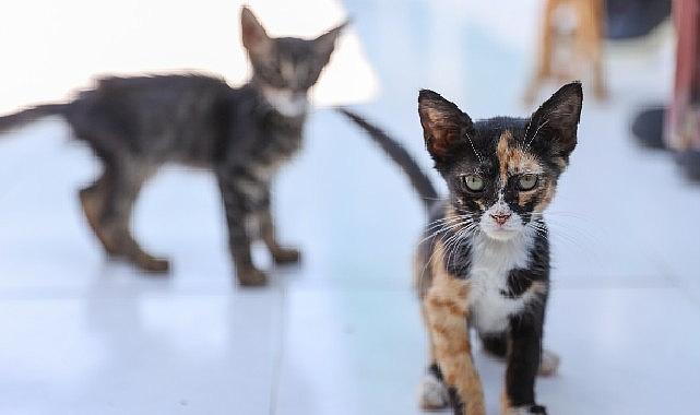 Buca'daki can dostlar sizi bekliyor