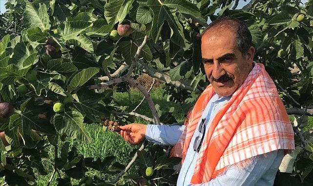Cennet meyvesi incirler oldu ihracat yolculuğu başladı Cennet meyvesi incirler oldu ihracat yolculuğu başladı