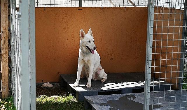 Kemer Belediyesi'nden “Can dostları" için istasyon