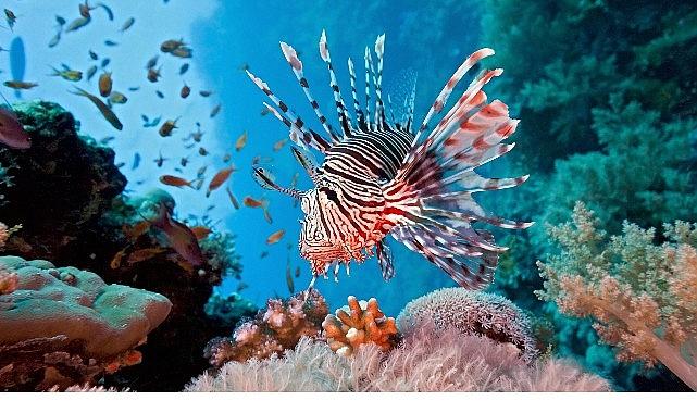Vahşi Kıyılar Kuşağı'na Özel 'Resif Avcıları', 10 Ağustos Pazar 20.00'de National Geographic WILD Ekranlarında! Vahşi Kıyılar Kuşağı'na Özel 'Resif Avcıları', 10 Ağustos Pazar 20.00'de National Geographic WILD Ekranlarında!