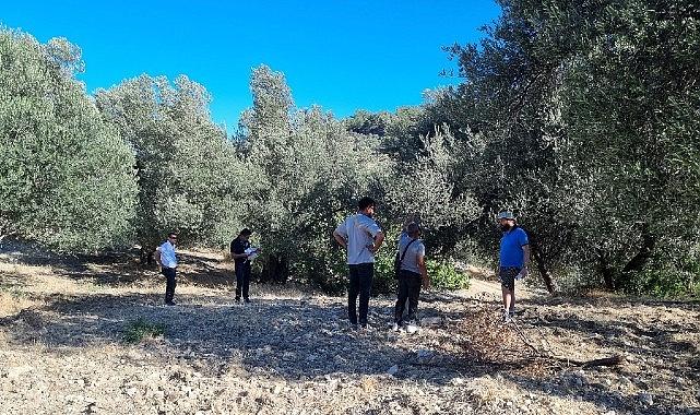 Zeytinin Ulaşım Yolları Araştırılıyor Zeytinin Ulaşım Yolları Araştırılıyor