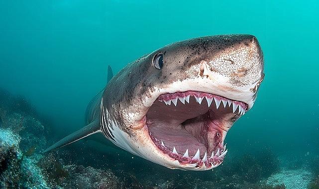 'Kusursuz Yırtıcı', 20 Temmuz Pazar 20.00'de National Geographic WILD Ekranlarında! 'Kusursuz Yırtıcı', 20 Temmuz Pazar 20.00'de National Geographic WILD Ekranlarında!