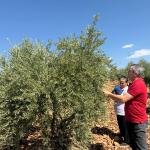 Adıyaman’da, zeytin ve zeytinyağı rekolte tespit çalışması başladı