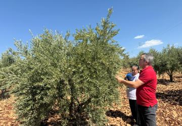Adıyaman’da, zeytin ve zeytinyağı rekolte tespit çalışması başladı