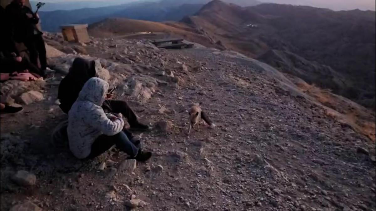 Nemrut Dağı’nın gözdesi ‘Tilki Hakan’, güneşin doğuşuna renk kattı - Videolu Haber