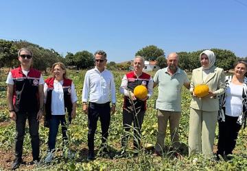 Meşhur Çeşme Kavununda Hasat Zamanı