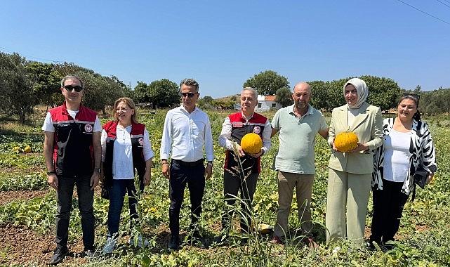 Meşhur Çeşme Kavununda Hasat Zamanı Meşhur Çeşme Kavununda Hasat Zamanı