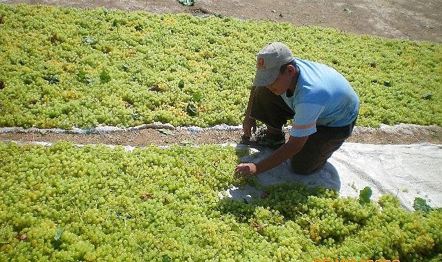Türkiye, çekirdeksiz kuru üzümde 2024/25 sezonunu enlerde yaşadı Türkiye, çekirdeksiz kuru üzümde 2024/25 sezonunu enlerde yaşadı