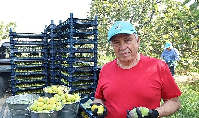 Nilüfer'de incir hasadı başladı