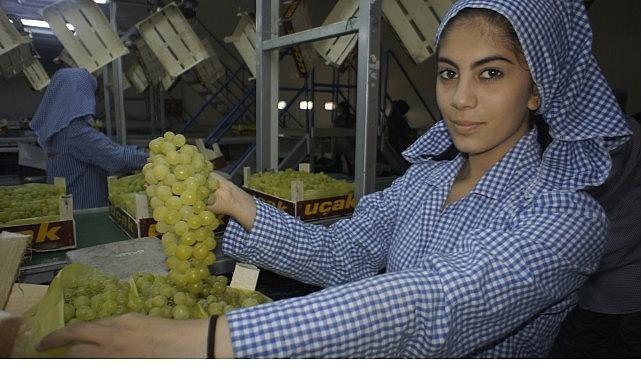 Superior Seedless çeşidi sofralık üzümün ihracat yolculuğu 16 Temmuz'da başladı