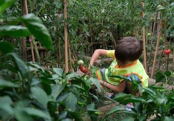 Lokomotif Çocuk Köyü'nde hasat sevinci