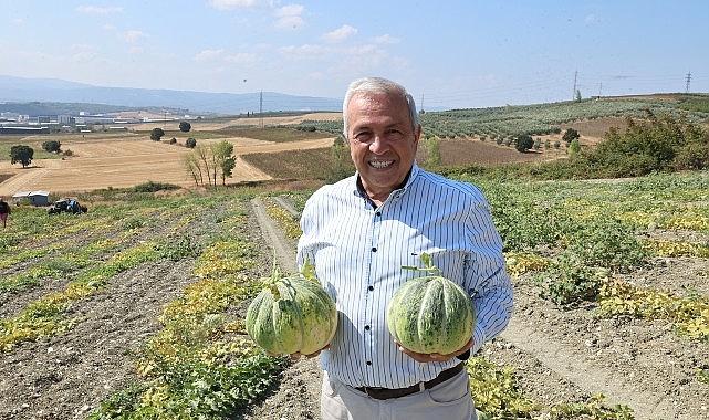 Nilüfer Konaklı'daki kavun üretimi iki kat arttı