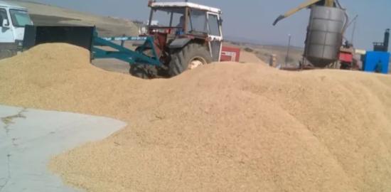 Çeltik fiyatı açıklandı: 1 kg 41,80 TL