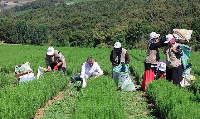 Büyükşehir destekliyor, üretim artıyor Büyükşehir destekliyor, üretim artıyor