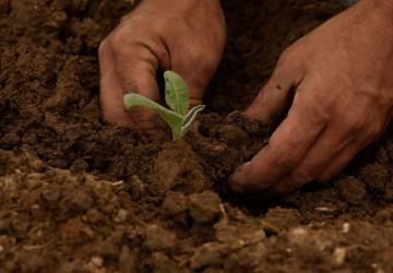 Adıyaman’da, zirai dondan etkilenen çiftçilere ödeme yapılacak