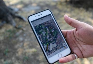 Kültürpark'ın palmiyeleri güvende