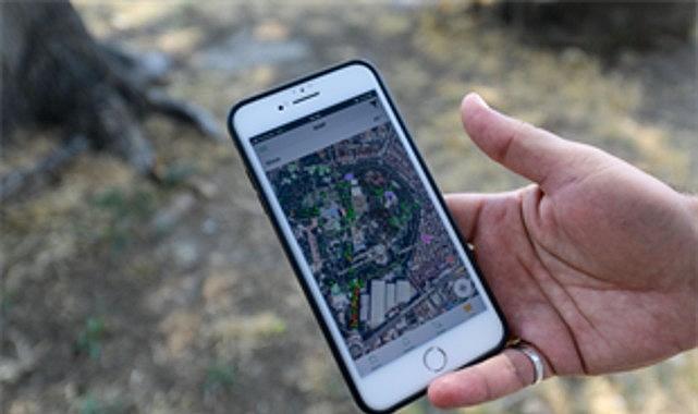 Kültürpark'ın palmiyeleri güvende