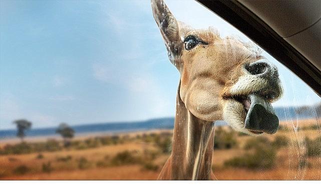 Yeni Seri 'Vahşi Türden Yakınlaşmalar', 3 Eylül Çarşamba 20.00'de İki Bölümüyle National Geographic WILD Ekranlarında İzleyicilerle Buluşuyor!