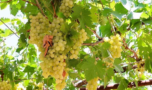 Antalya Büyükşehir'den üzüm sıkma makinesi desteği