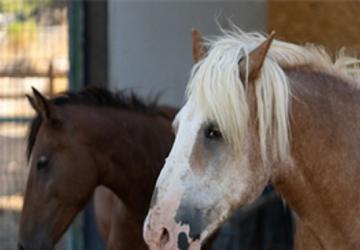 Pako'da bakılan binek hayvanlar sahiplendiriliyor