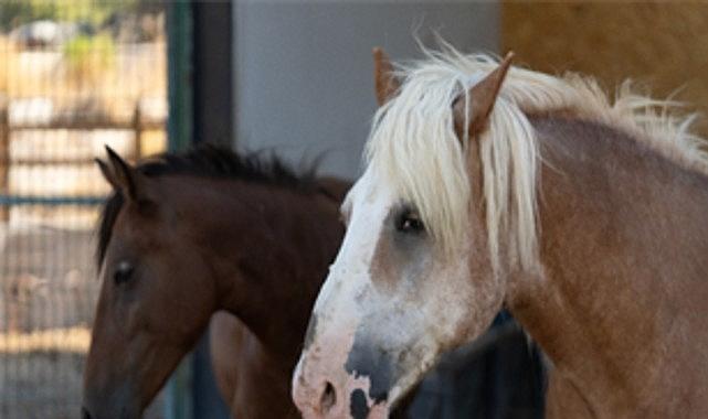 Pako'da bakılan binek hayvanlar sahiplendiriliyor