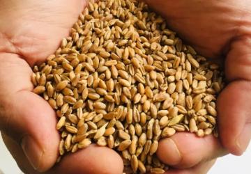 Muğla Milas’ta Üreticilere Karakılçık Buğday Tohumu Dağıtıldı