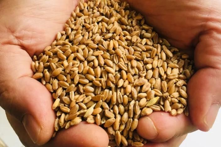 Muğla Milas’ta Üreticilere Karakılçık Buğday Tohumu Dağıtıldı